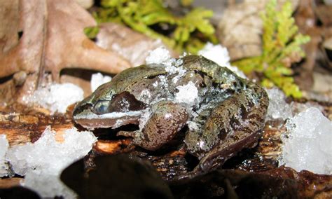 What frog freezes itself?