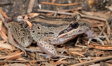 What frog is invasive in Australia?