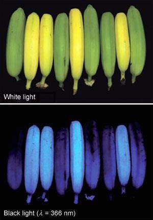 What fruit glows blue under UV light?