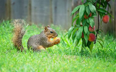 What fruit is bad for squirrels?