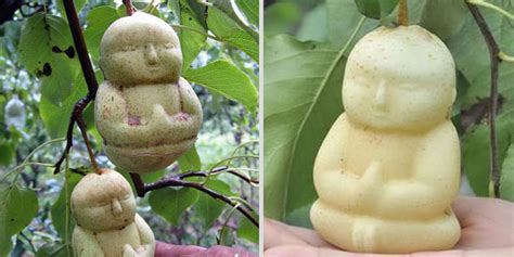 What fruit is like Buddha?