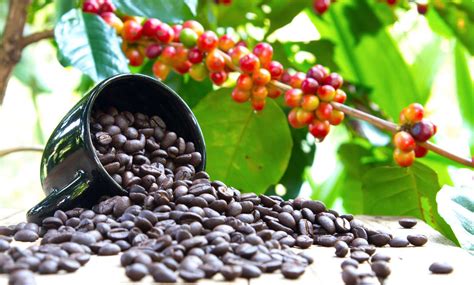 What fruit makes coffee beans?