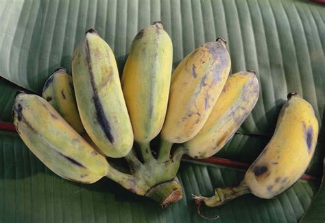 What fruit tastes like banana?