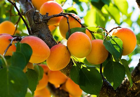 What fruit trees grow in France?