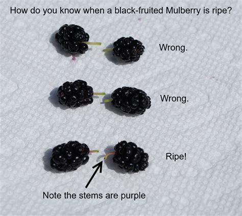 What fruit turns black when ripe?