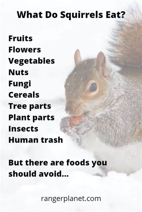 What fruits are toxic to squirrels?