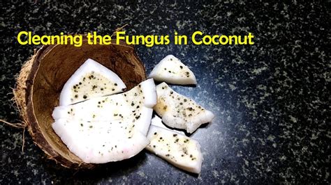 What fungus grows on coconut?