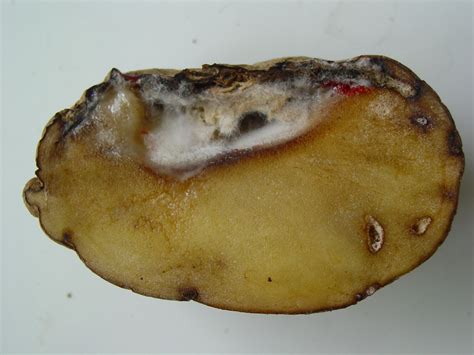 What fungus grows on potatoes?