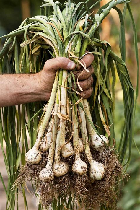 What garlic grows the fastest?