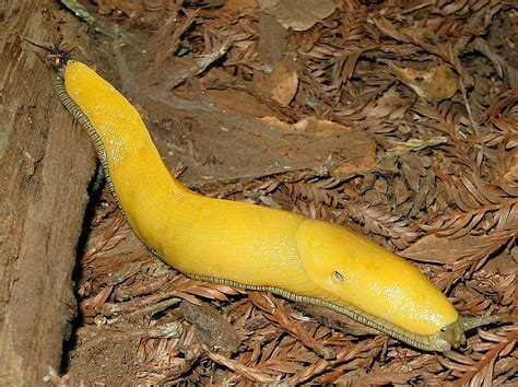 What gender are banana slugs?