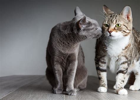 What gender cats get along best?