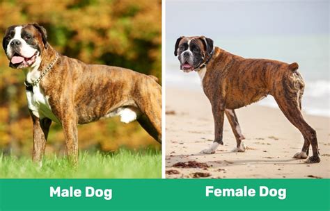 What gender do male dogs prefer?