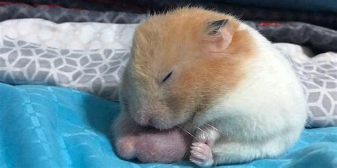 What gender hamster lives longer?