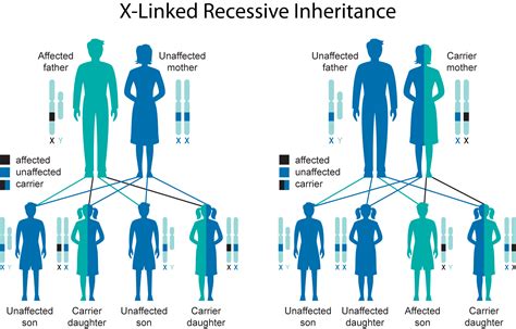 What gender has better genetics?