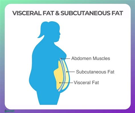 What gender has more visceral fat?