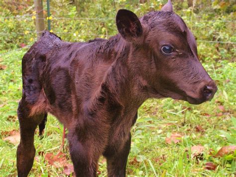 What gender is a calf?