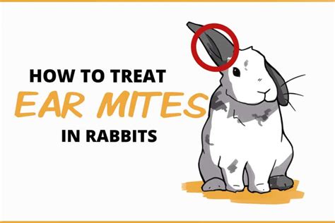 What gets rid of ear mites in rabbits?