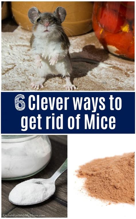 What gets rid of mice the fastest?