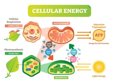 What gives cells more energy?