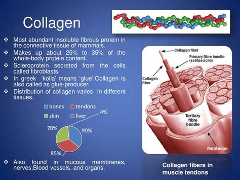 What gives the most collagen?