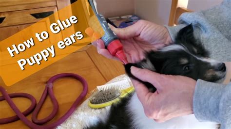 What glue is safe for dog cuts?