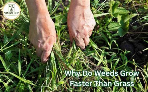 What grows faster than grass?