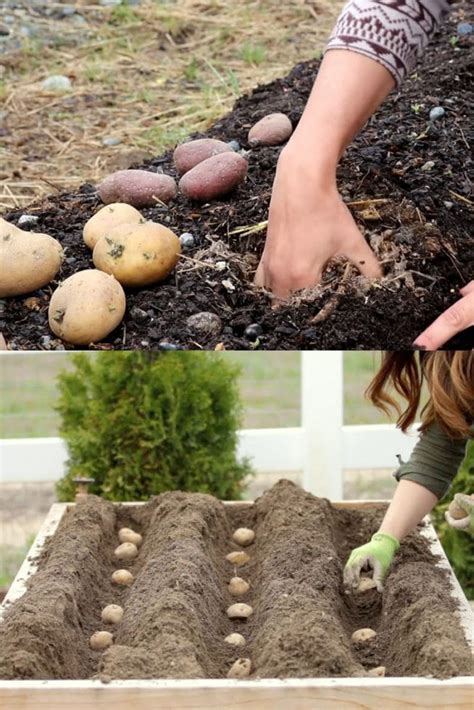 What grows well next to potatoes?