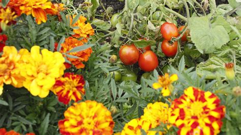 What grows well next to tomatoes?