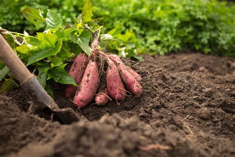 What grows well with sweet potatoes?