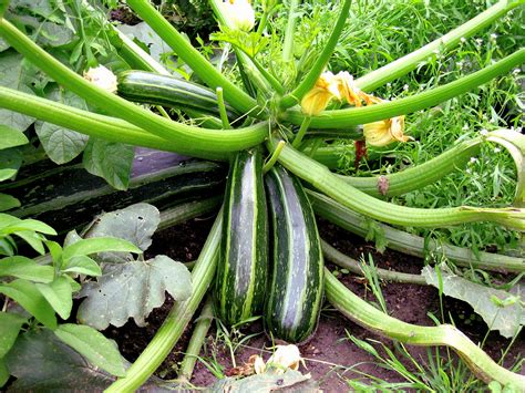 What grows well with zucchini?