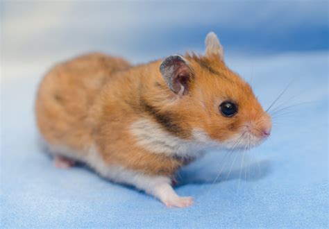 What hamsters are the friendliest?