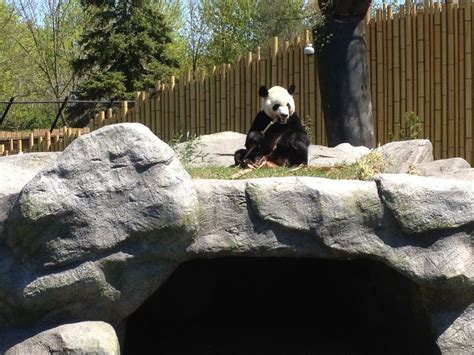 What happened to the pandas at Toronto Zoo?