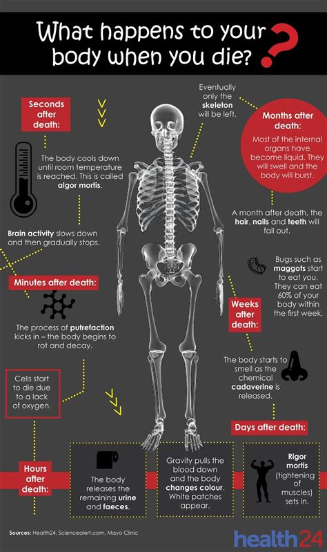 What happens 30 minutes after death?