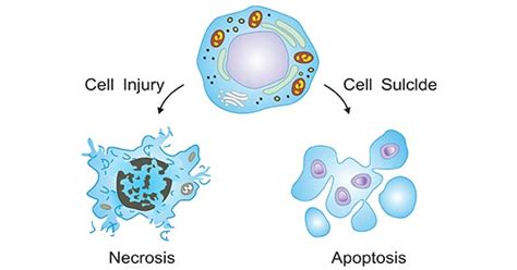 What happens after a cell dies?