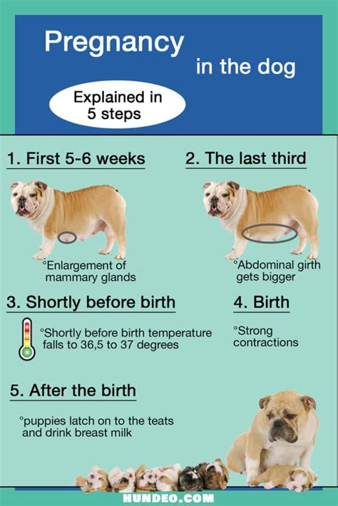 What happens at the last week of dog pregnancy?