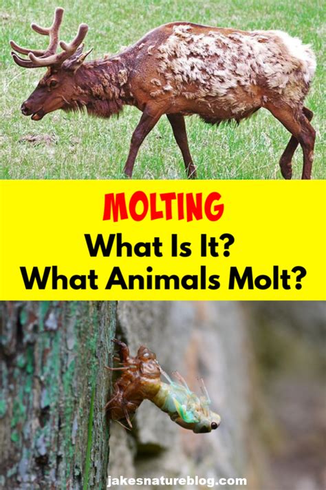 What happens during molting?