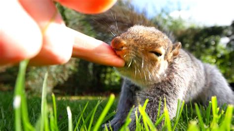 What happens if I get bit by a baby squirrel?