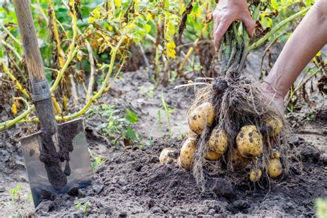 What happens if I leave my potatoes in the ground too long?