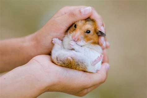 What happens if I never hold my hamster?