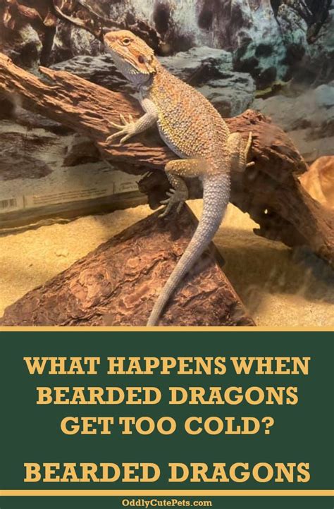 What happens if a bearded dragon gets too cold?