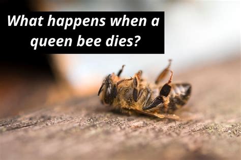 What happens if a bee queen is killed?