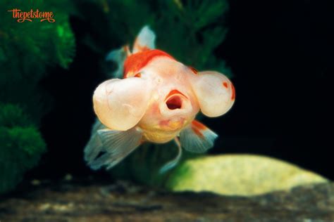 What happens if a bubble eye goldfish popped?