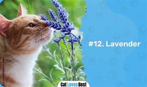 What happens if a cat smells lavender?