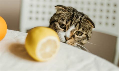 What happens if a cat smells lemon?