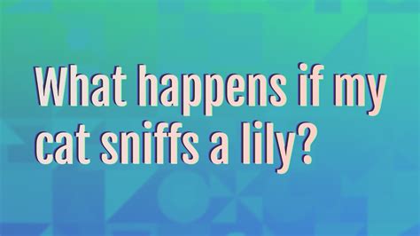 What happens if a cat sniffs a lily?