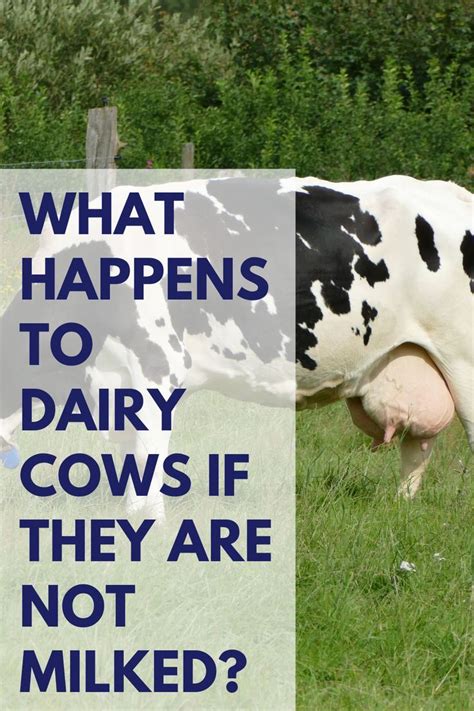 What happens if a cow is not milked?