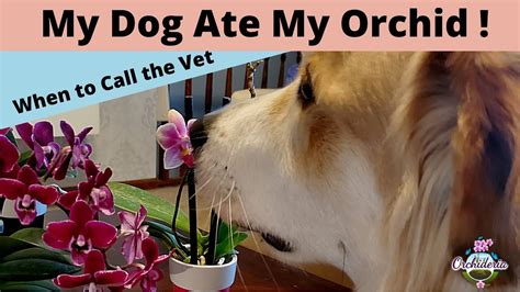 What happens if a dog eats an orchid?