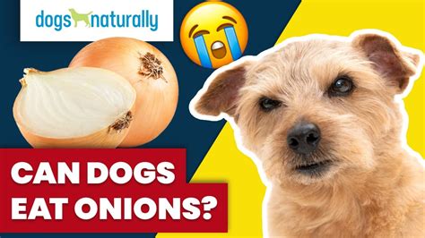 What happens if a dog eats cooked onions?