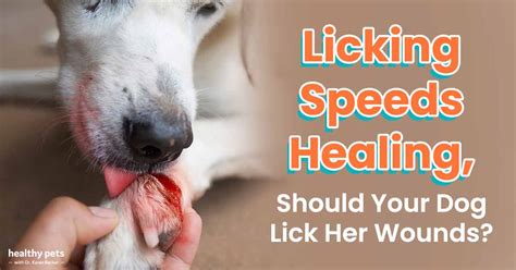 What happens if a dog licks a human wound?