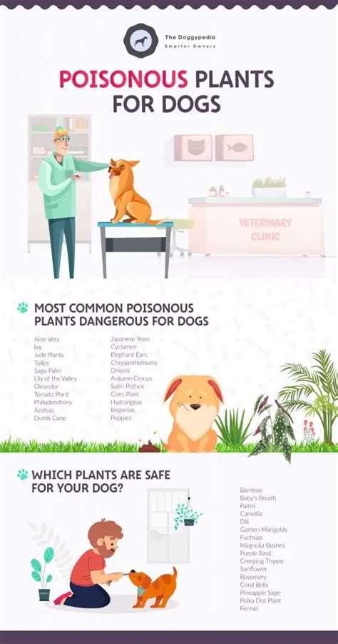 What happens if a dog licks a toxic plant?